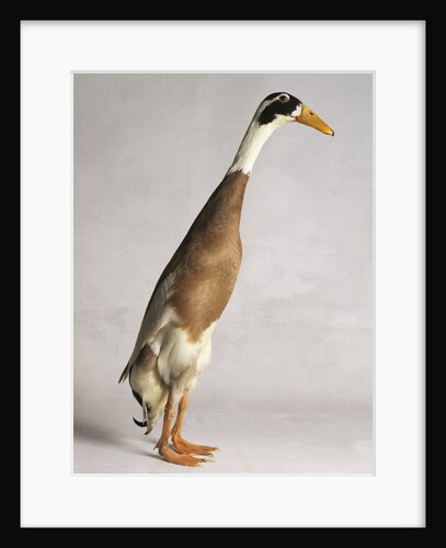 Indian Runner Duck by Anonymous