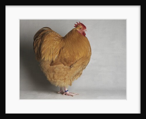 Large Buff Orpington Cock by Anonymous