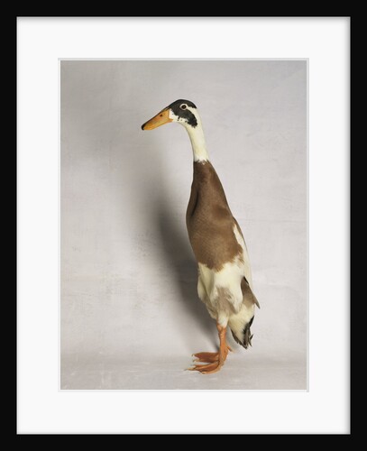 Indian Runner Duck by Anonymous