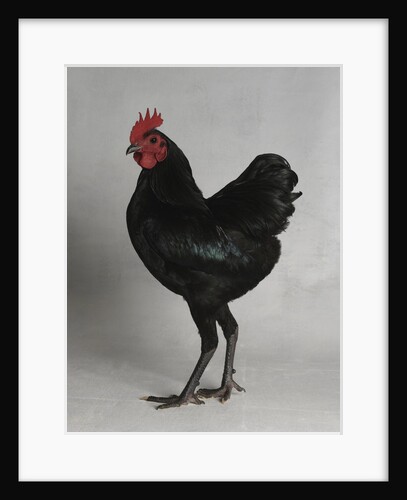German Langshan Bantam Cock by Anonymous
