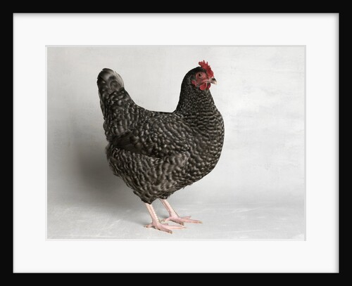 Dark Cuckoo Maran Bantam Hen by Anonymous