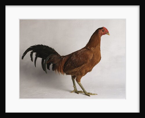 Old English Ginger Cock by Anonymous