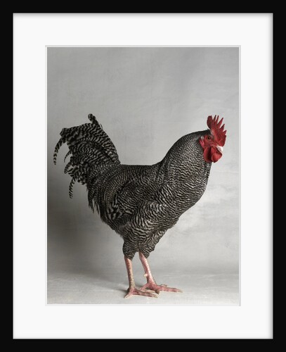 Dark Cuckoo Maran Bantam Cock by Anonymous