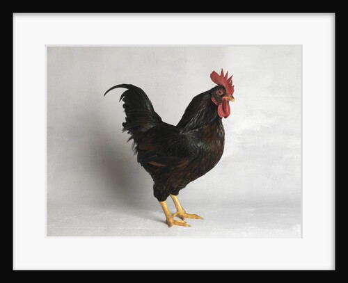 Barnevelder Cock by Anonymous