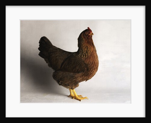 Welsummer Hen by Anonymous