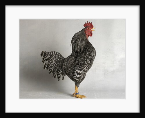 Suffolk Checker Cock by Anonymous
