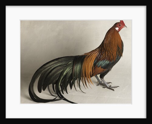 Yokohama Cock by Anonymous