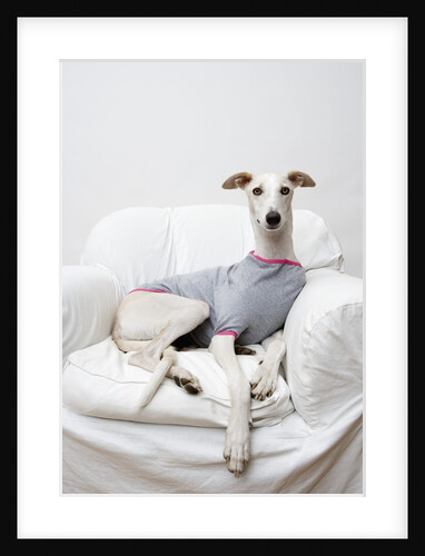 Greyhound Wearing a T-Shirt by Anonymous