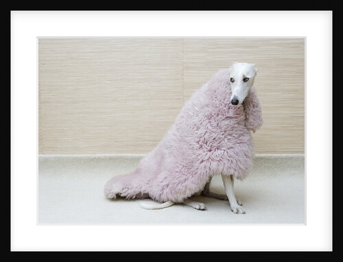 Greyhound Wearing a Pink Rug by Anonymous