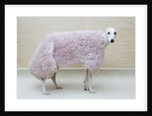 Greyhound Wearing a Pink Rug by Anonymous