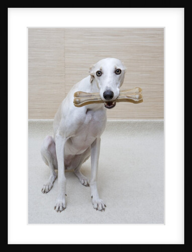 Greyhound with a Bone by Anonymous