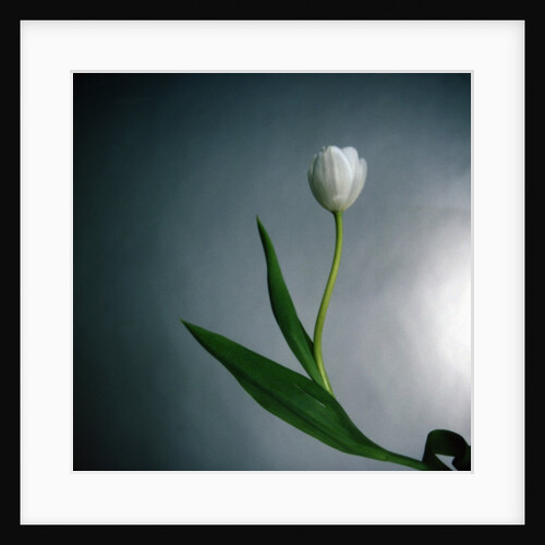 White Tulip by Anonymous
