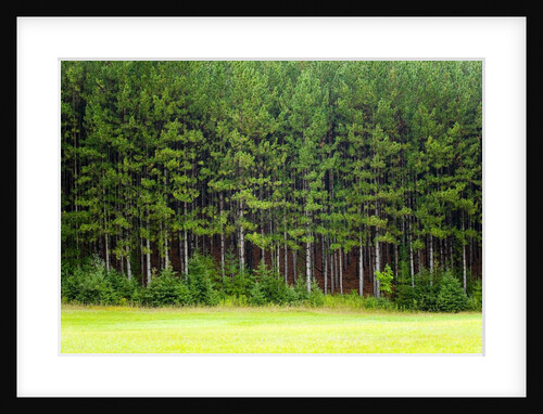 Forest Edge by Anonymous