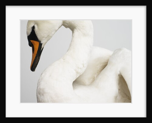 Mounted Swan by Anonymous