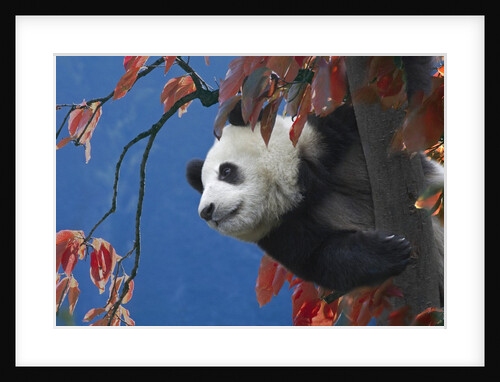 Giant Panda Climbing Tree by Anonymous