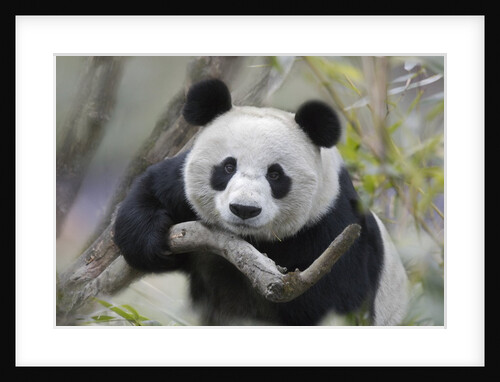 Giant Panda by Anonymous