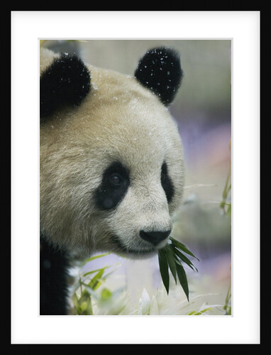 Giant Panda Eating Bamboo Leaves by Anonymous