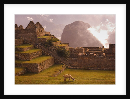 Llama Grazing at Machu Picchu by Anonymous