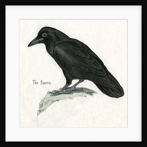 The Raven Illustration by Anonymous