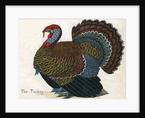 The Turkey Illustration by Anonymous