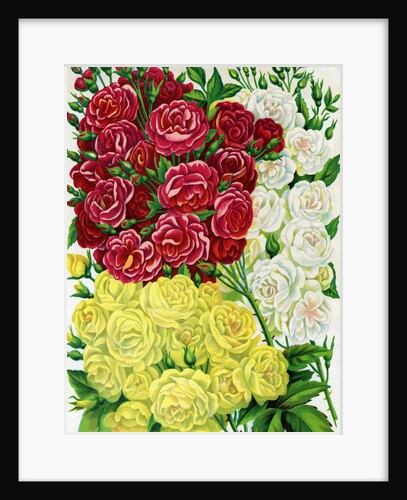 Illustration of Red, White and Yellow Rambling Roses by Anonymous