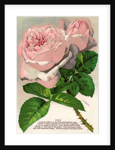Illustration of Pink Roses by Anonymous