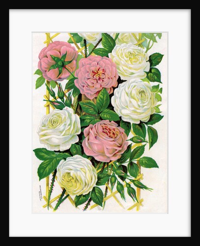 Illustration of Pink and White Climbing Roses by Anonymous