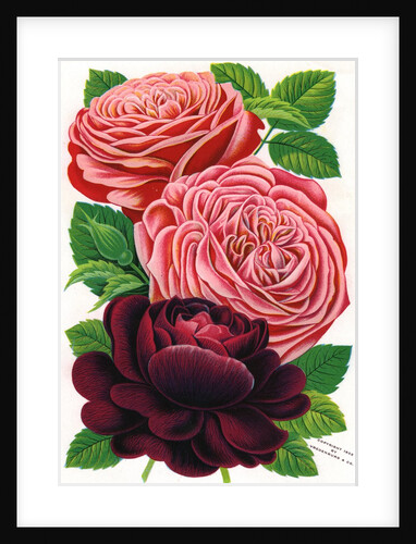 Illustration of Pink and Purple Roses by Anonymous
