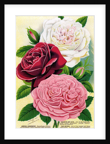 Illustration of Pink, Red and White Roses by Anonymous