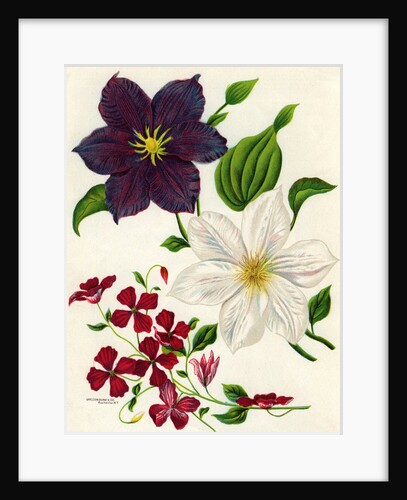 Illustration of White and Purple Clematis by Anonymous