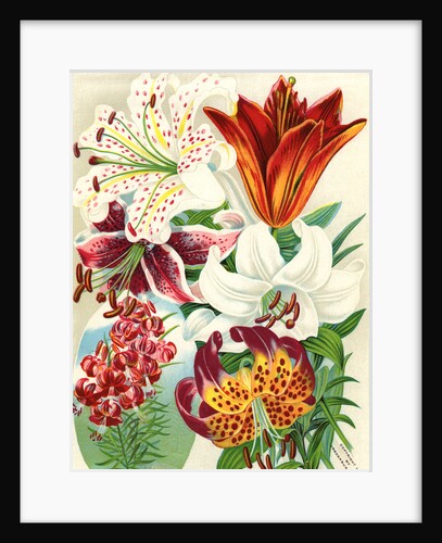 Illustration of Lily Varieties by Anonymous