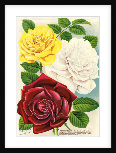 Illustration of Red, White and Yellow Roses by Anonymous