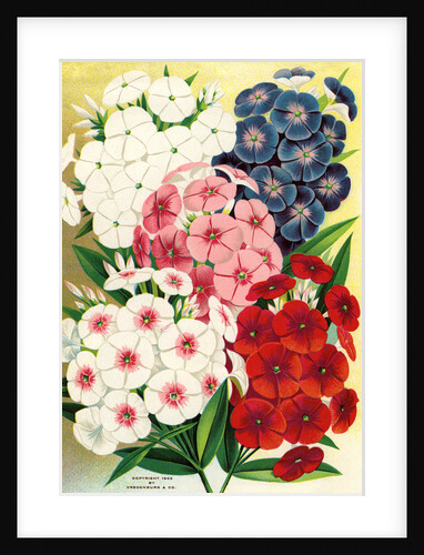 Illustration of Phlox Varieties by Anonymous