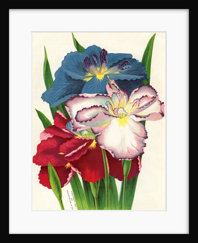 Illustration of Iris Blooms by Anonymous