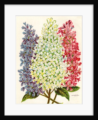 Illustration of Pink, White and Lavender Lilac Blooms by Anonymous
