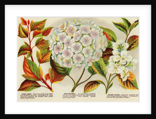 Illustration of Hydrangea Bloom by Anonymous
