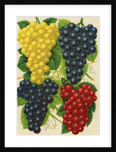 Illustration of Red, Yellow and Purple Grape Clusters by Anonymous