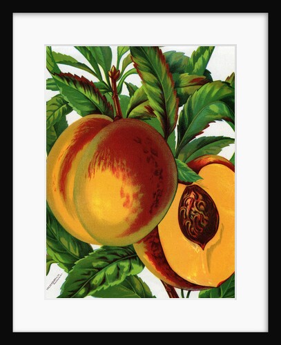 Illustration of Ripe Peaches by Anonymous