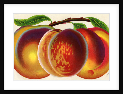 Illustration of Peaches by Anonymous