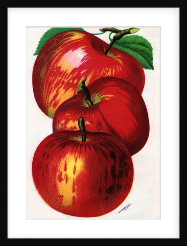 Illustration of Red Apples by Anonymous