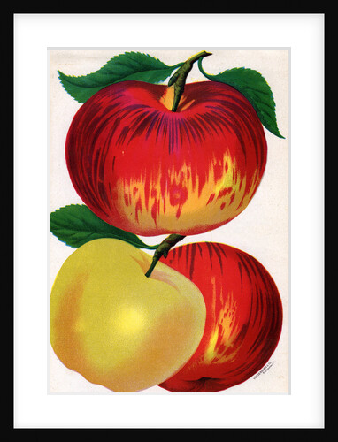 Illustration of Red and Yellow Apples by Anonymous