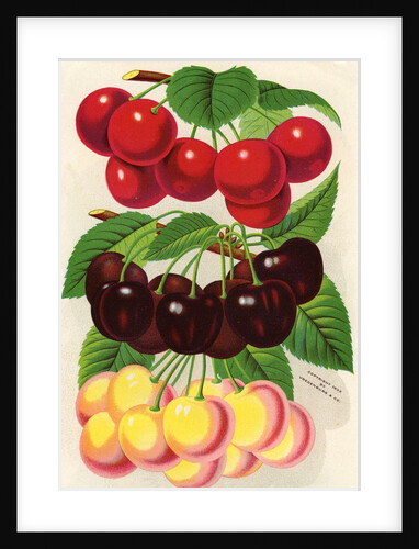 Illustration of Red, Purple and Yellow Cherries by Anonymous