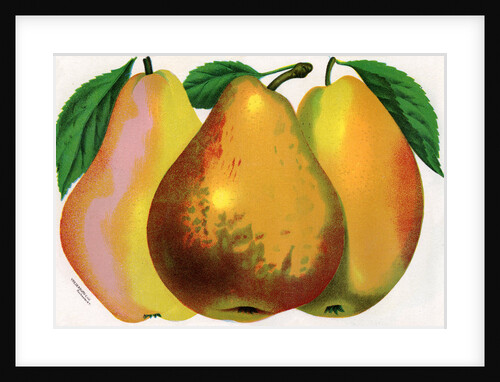 Illustration of Pear Varieties by Anonymous