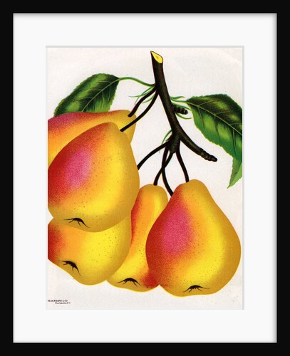 Illustration of Pears on a Branch by Anonymous
