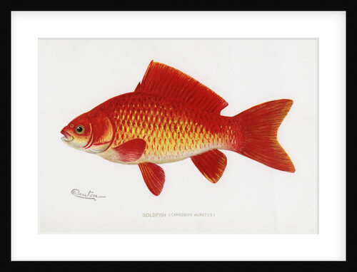 Goldfish (Carassius Auratus) Illustration by Sherman Foote Denton