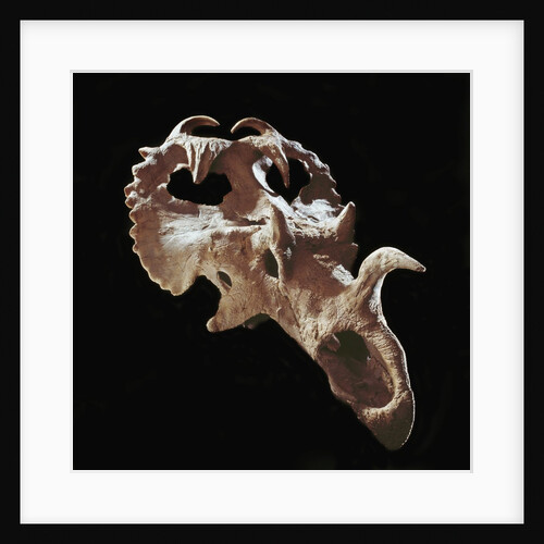 Centrosaurus Skull by Anonymous