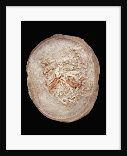 Therizinosaurus Dinosaur Egg Prepared by Terry Manning by Anonymous