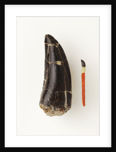 Adult Allosaurus Tooth and Baby Tooth on Match Stick by Anonymous