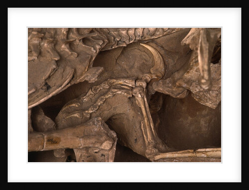 Velociraptor Claw in Belly of a Protoceratops by Anonymous