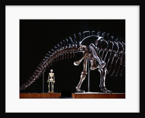 Human Skeleton and Apatosaurus Louisae by Anonymous